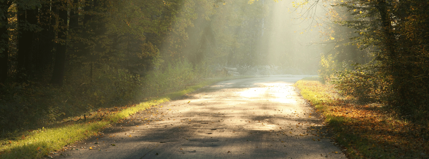 Sunlight in a road in the forest 